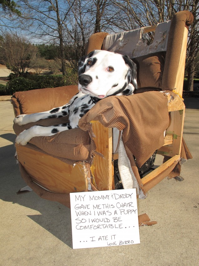 Dog-Shaming-001