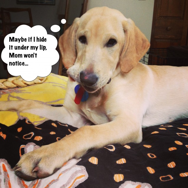 Dog-Shaming-Charlie