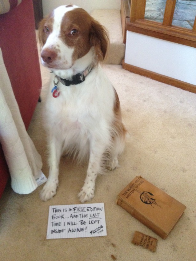 Dog-Shaming-Freddie