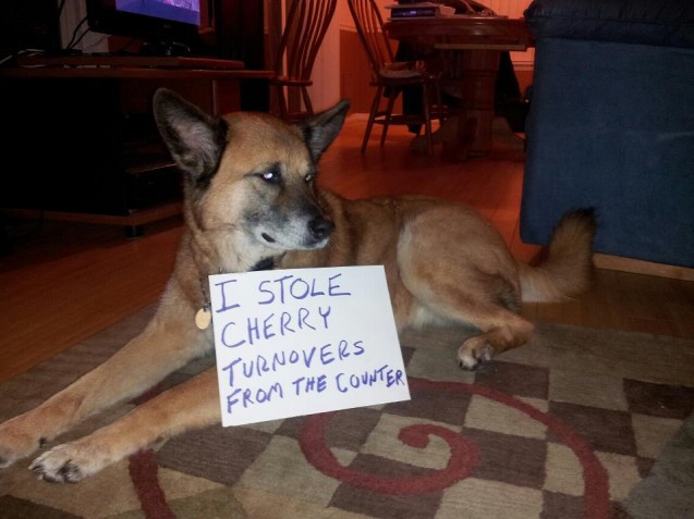 Dog-Shaming2