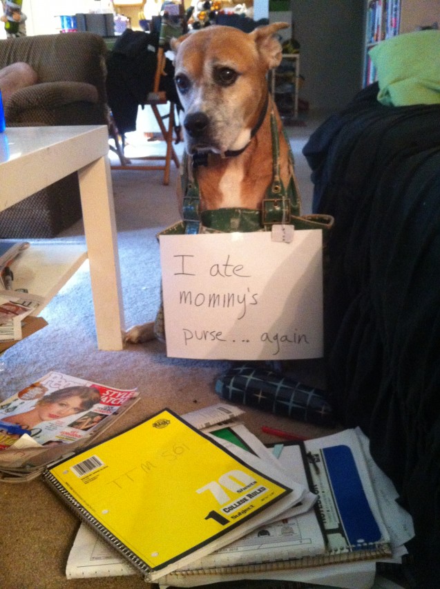 DogShame2