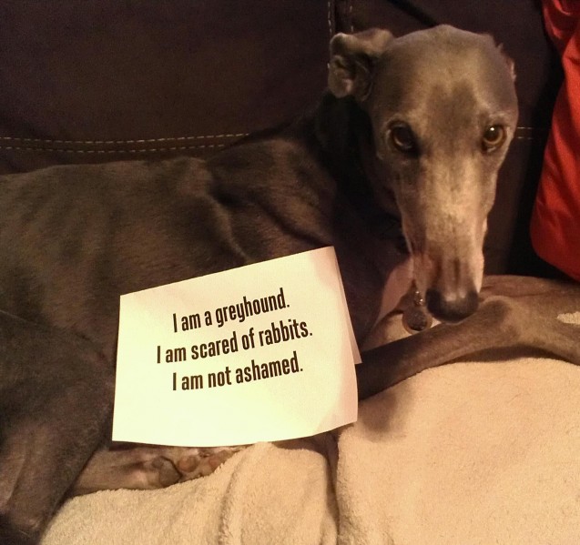 Dogshaming1