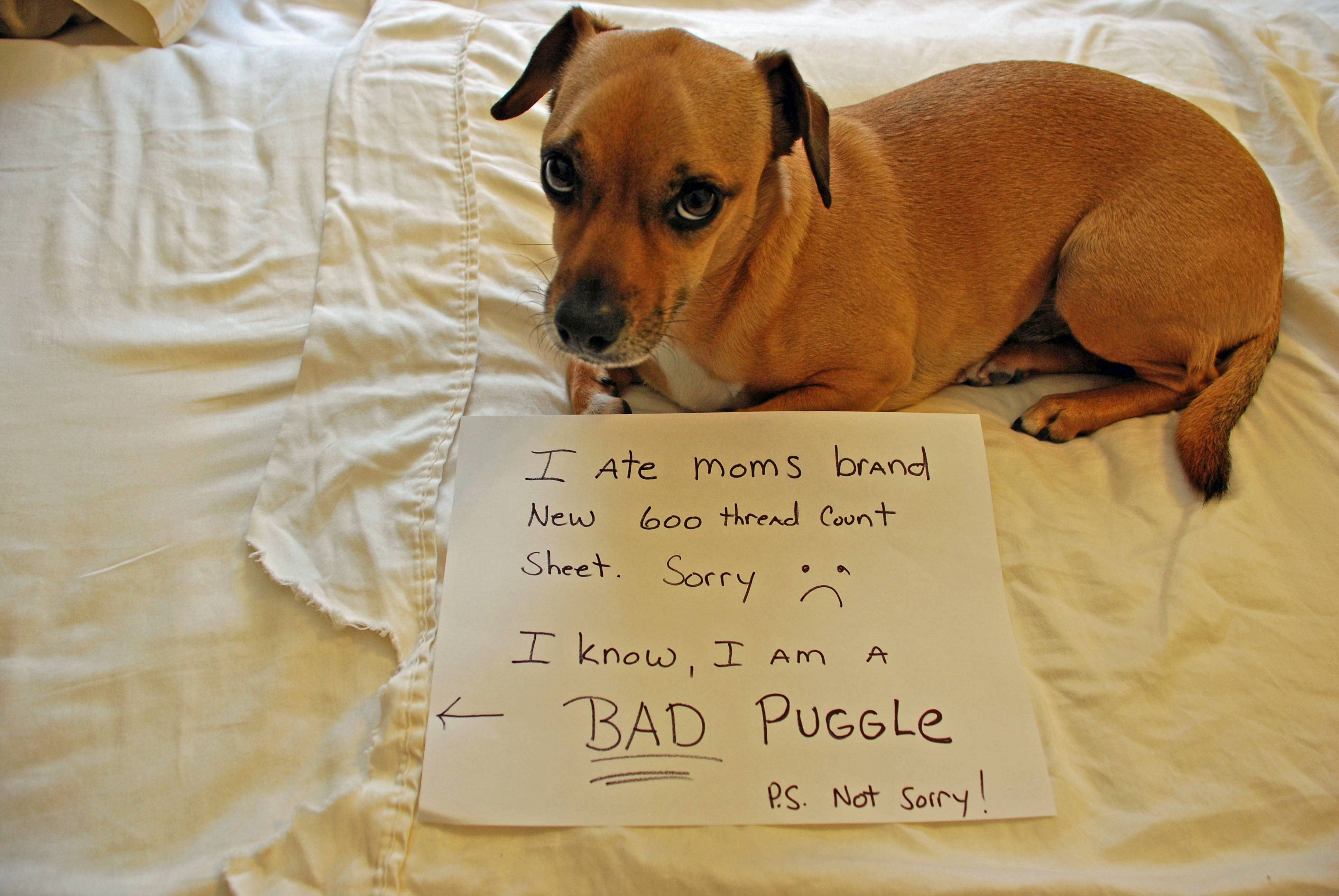 Puggle not best sale dog