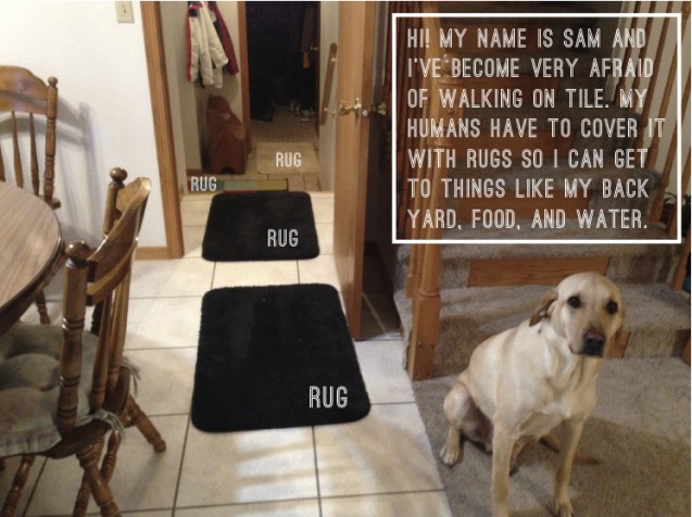 Sam_Dogshaming