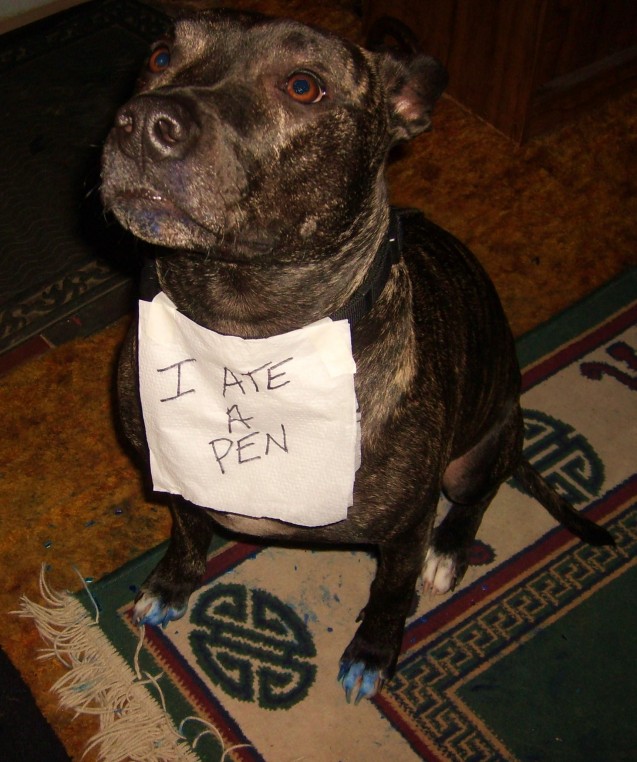 Dog ate discount pen