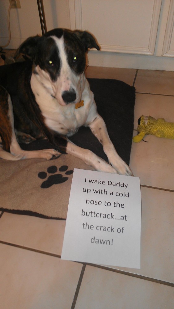 daisyshame