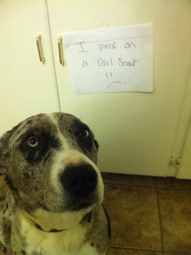 dog-shaming