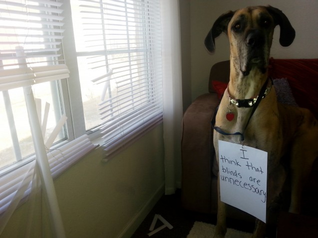 dogshaming2