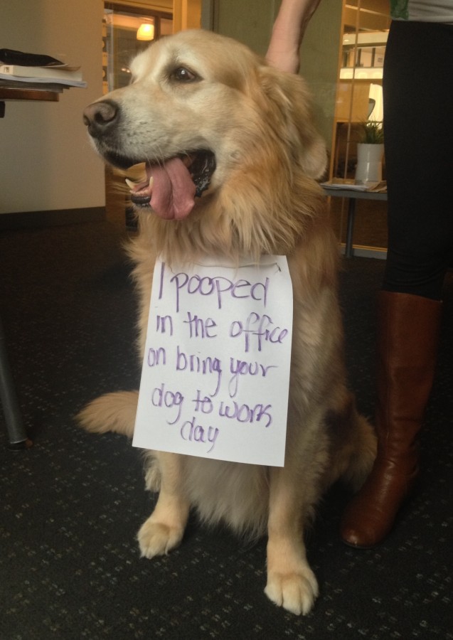 dogshaming6