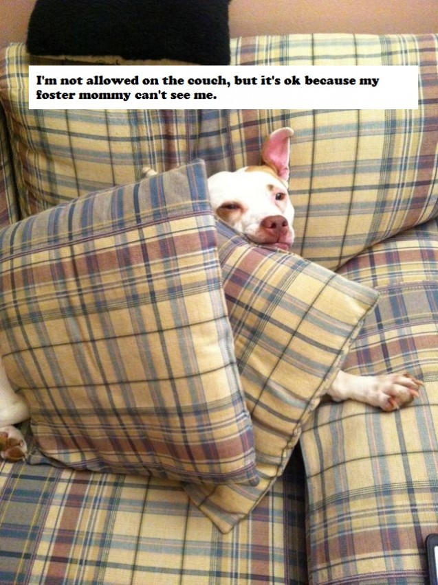 faith_couch_dogshaming