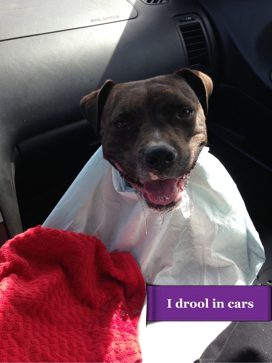 My dog throws up in sales the car