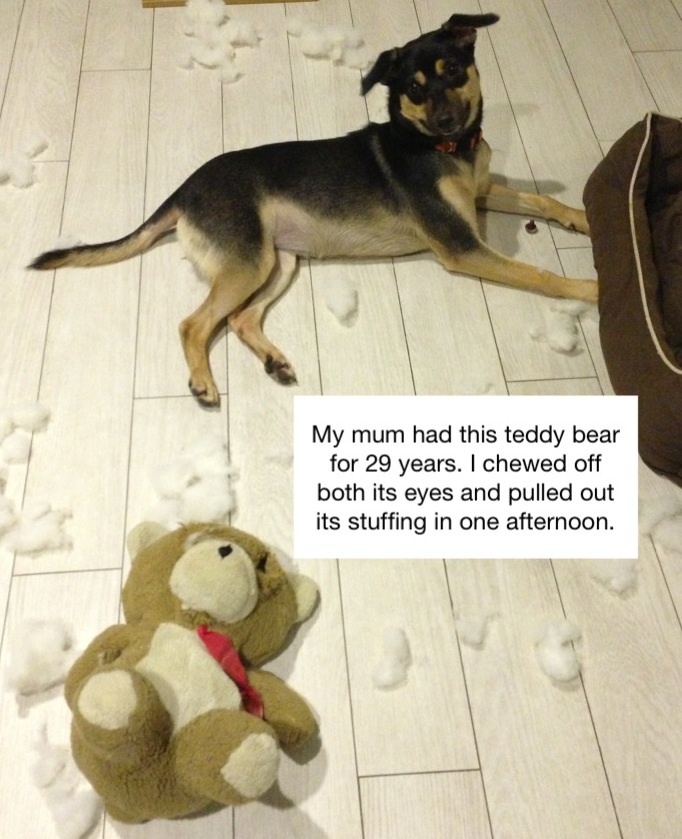 my dog ate a stuffed toy