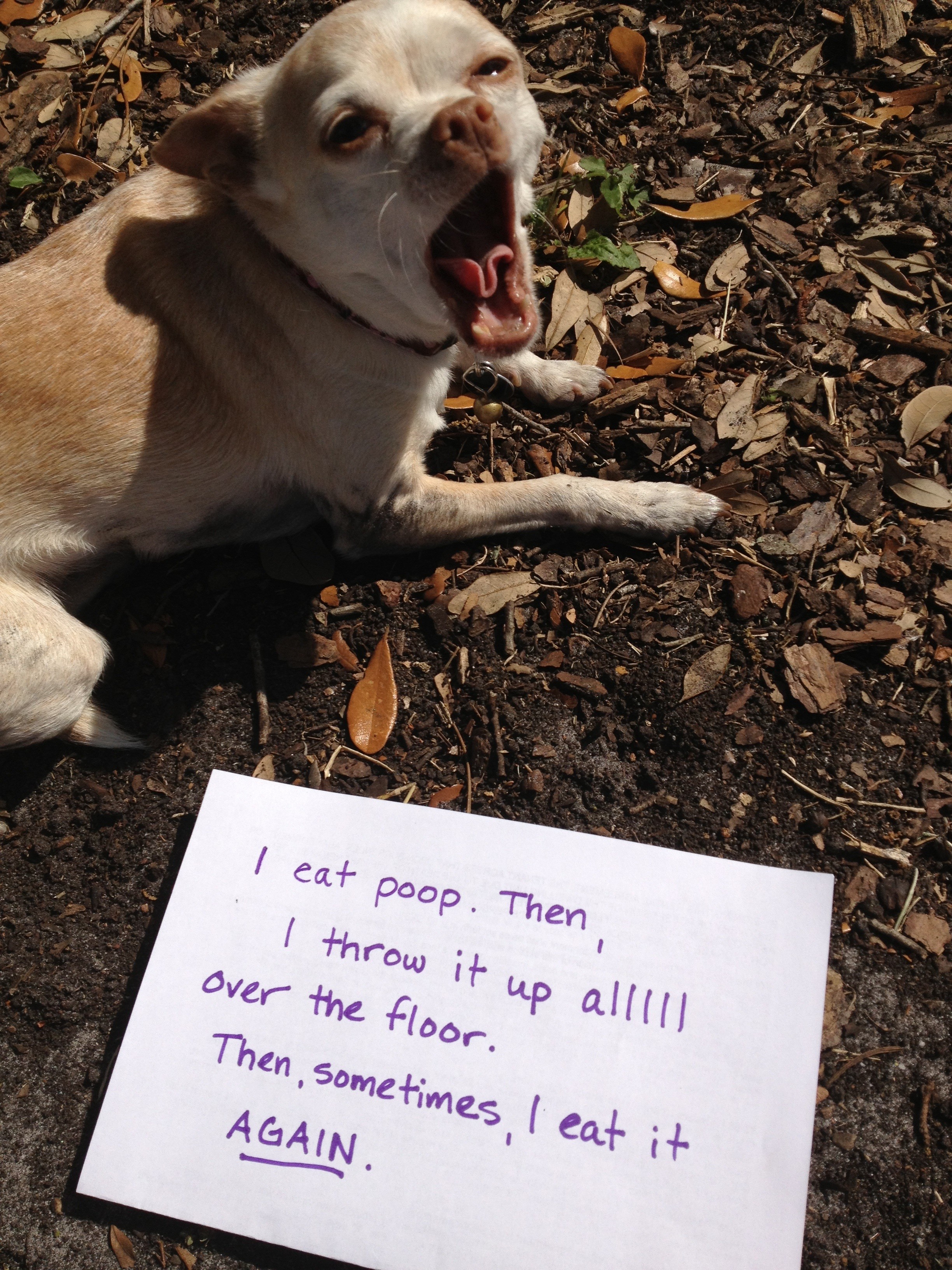 dog eating poop and throwing up