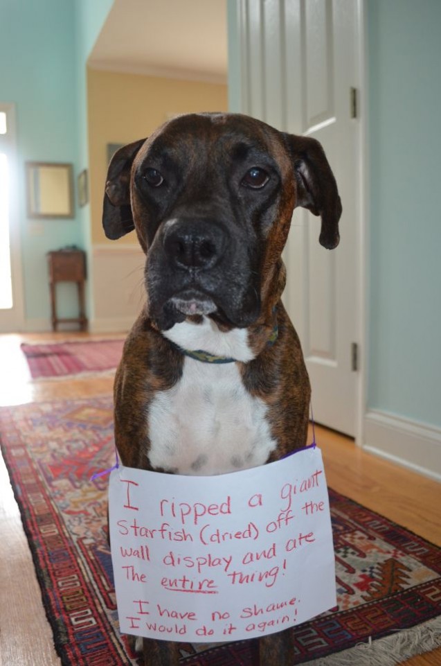 DSC_0017Dogshame