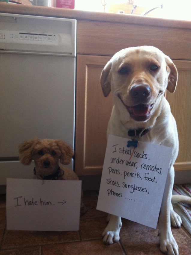 Lily-Hoagie-dog-shaming