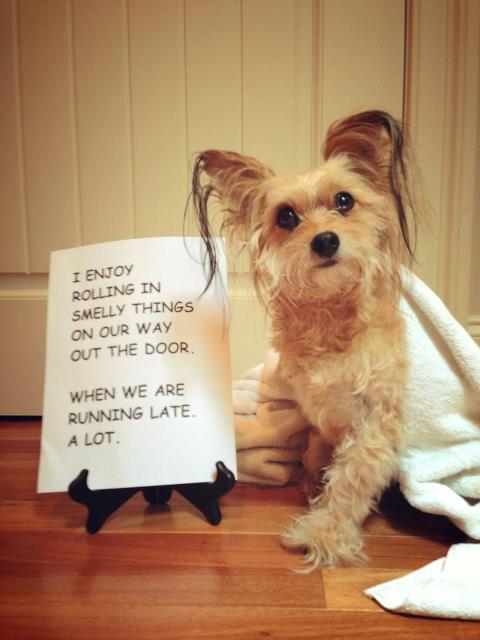 dogshaming12