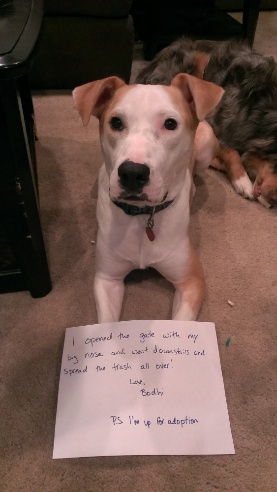 Bo-Shaming