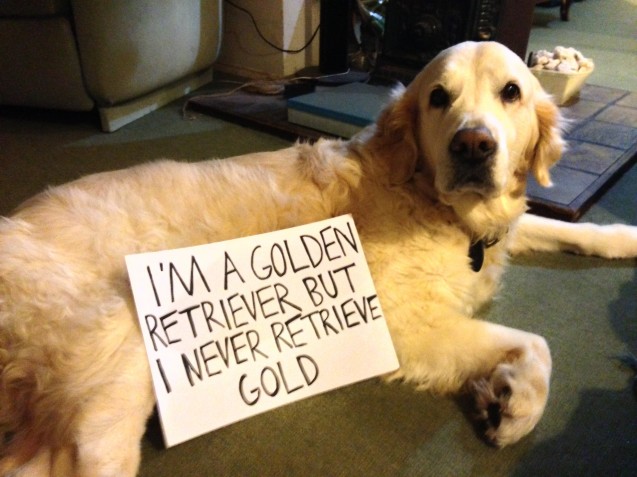 12 Hilarious  Guilty Golden Retrievers With Written Notes That Will Make Your Day!