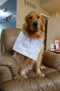 If you don't use it, you'll lose it! - Dogshaming
