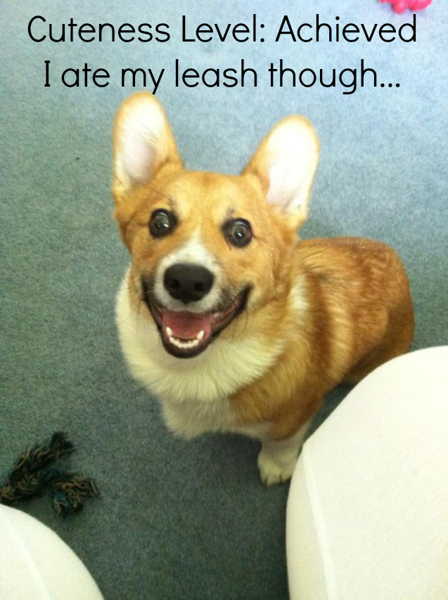 No walks for this corgi - Dogshaming