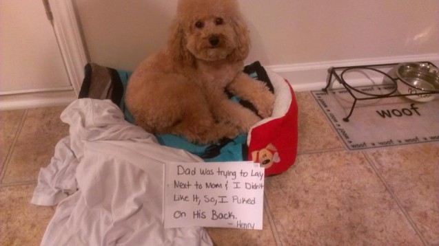 dog-shame1