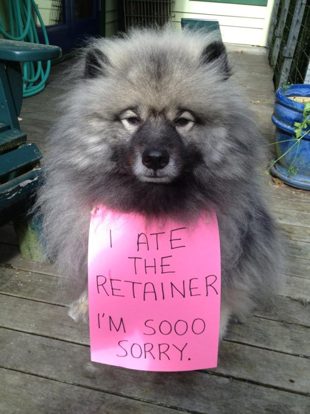 dogshame5