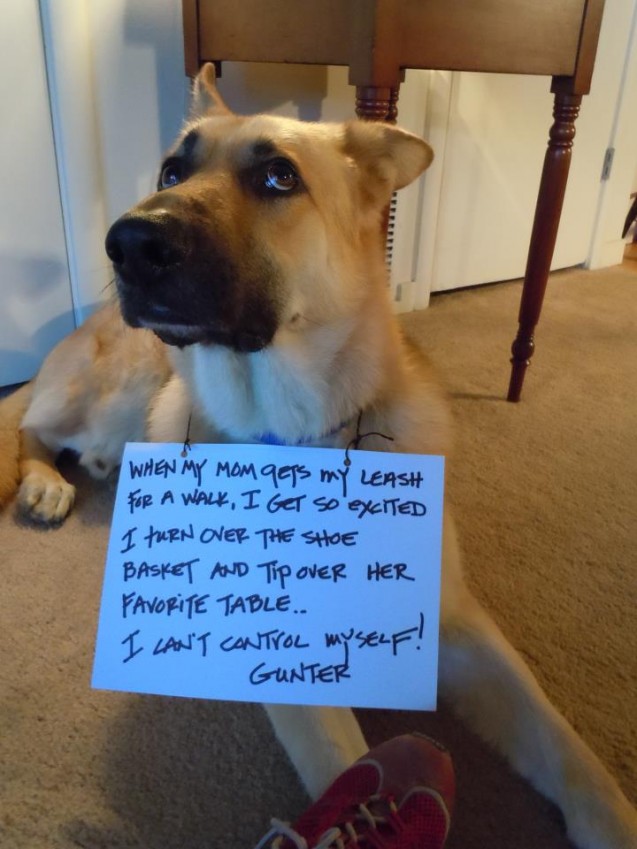 dogshaming4