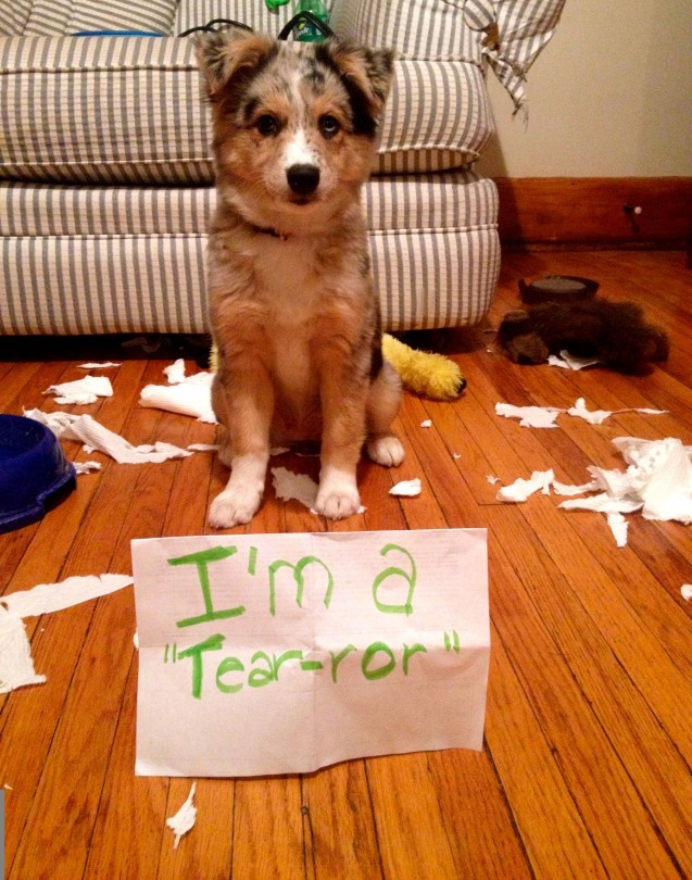 lulu-dogshaming