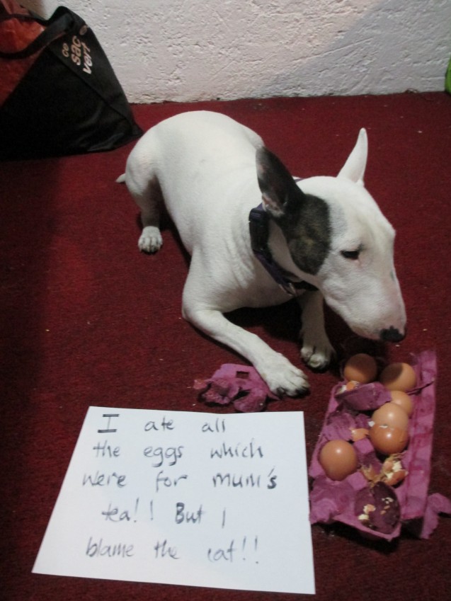 Dogshaming