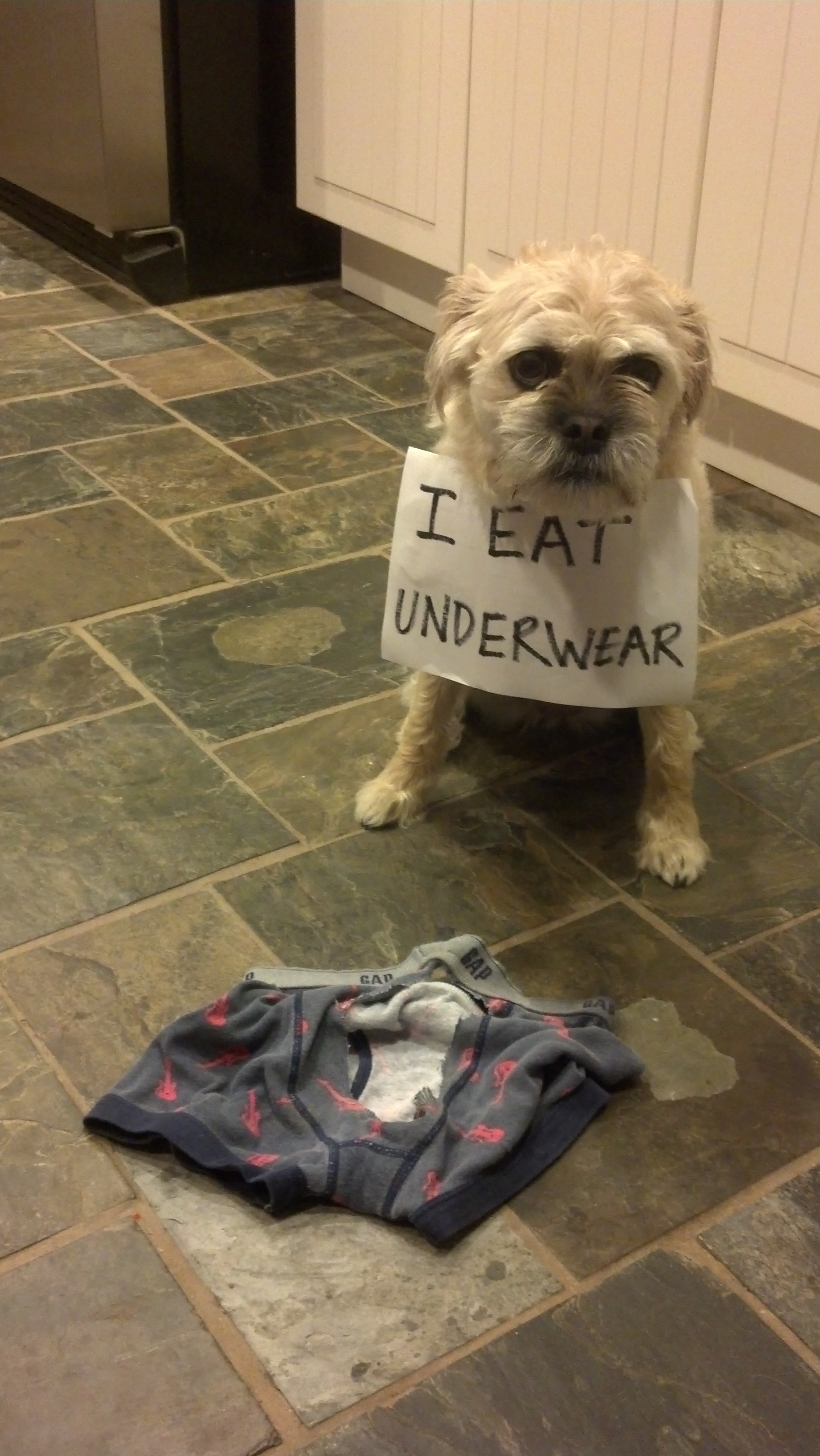 can dogs digest underwear