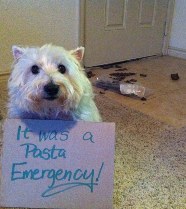 Morgie-Pasta-Emergency