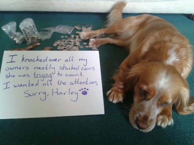 dog-shamed