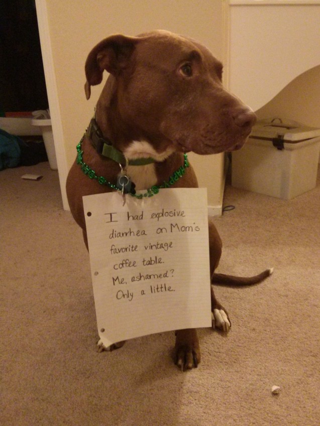 dog-shaming-11