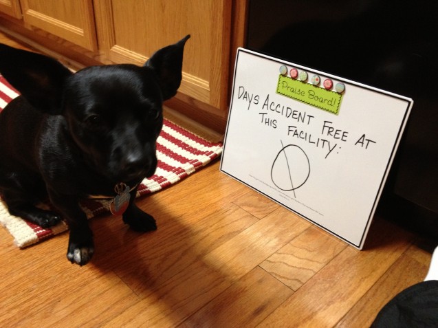 dog-shaming2