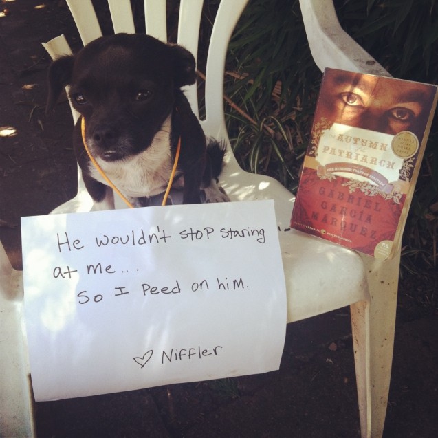 dog-shaming3