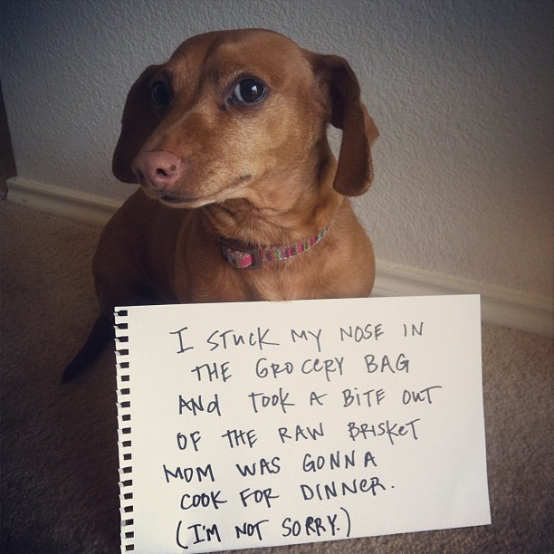dogshaming_lucy