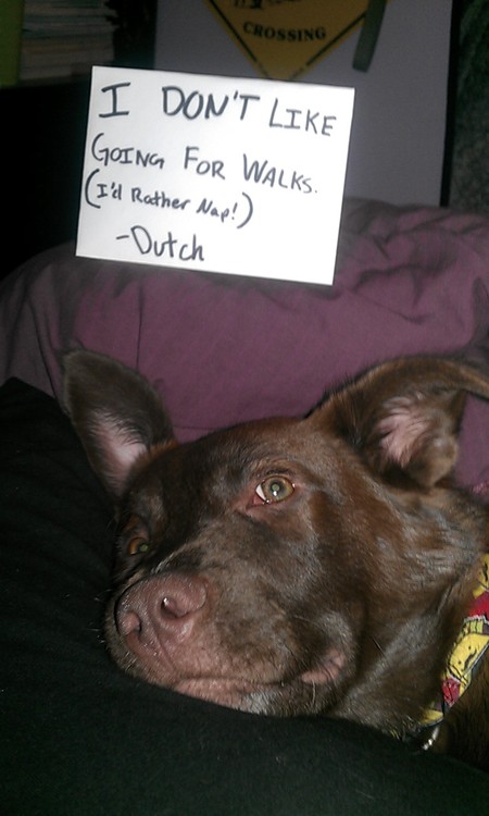 dutch-dog-shaming