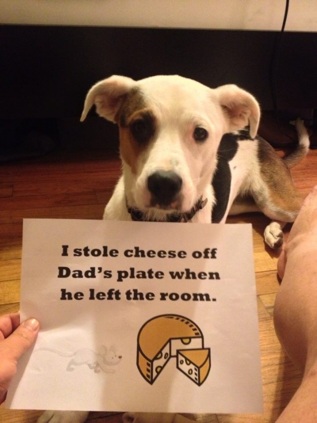 taffy_shaming