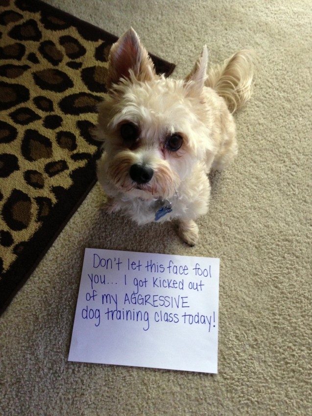 Beau-Dog-Shaming