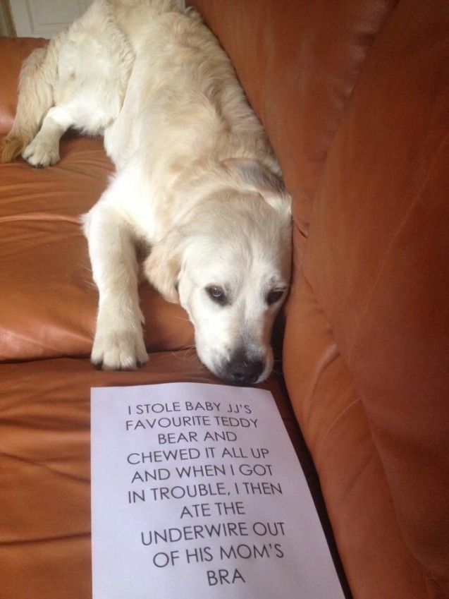 Bobby-Dog-Shaming