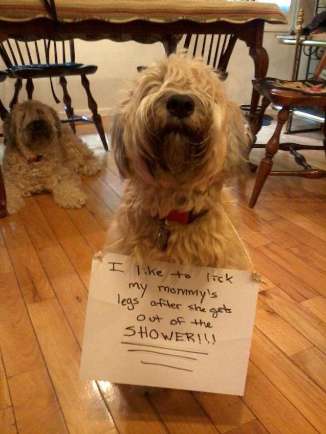 ChloeDogShaming