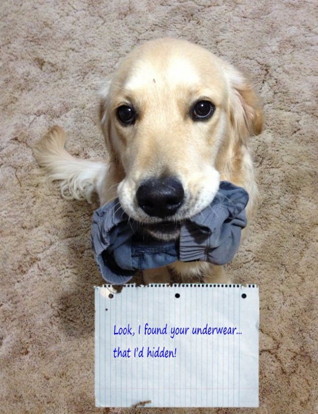 Dog-Shaming-Underwear