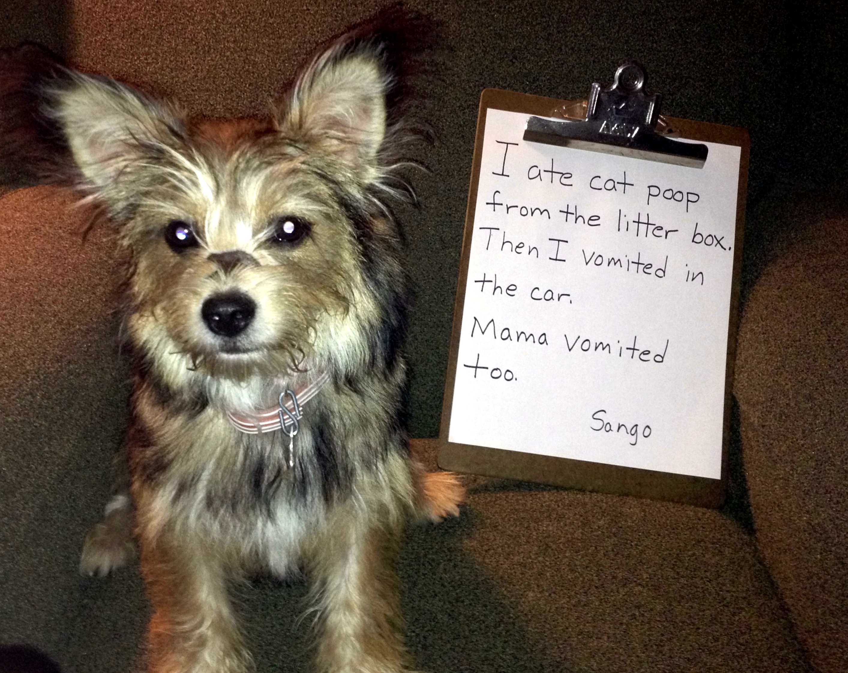 Litter Box Bandits Archives Page 6 of 9 Dogshaming