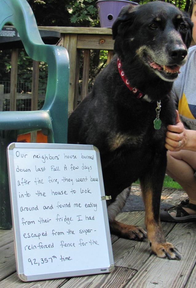 Oso-dogshaming