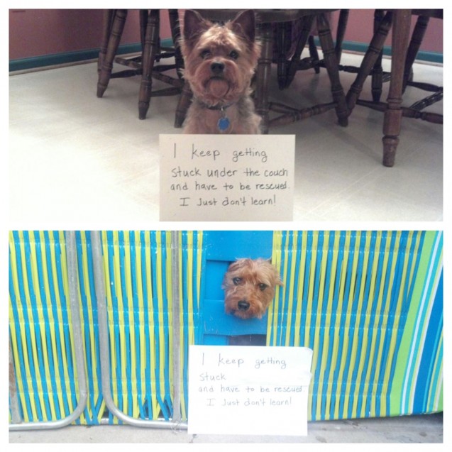 PippinShaming