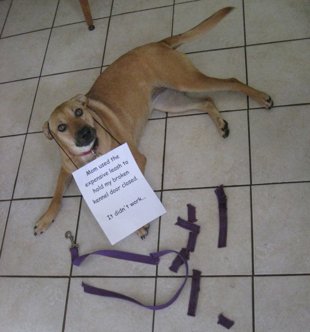 daisy-shaming