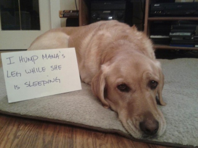 dogshaming3