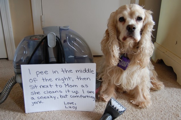 lucy-pee-pic