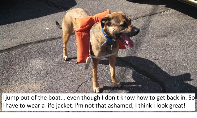 Dog-Shaming-Submission