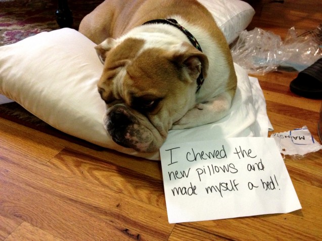 Lew_Dogshaming